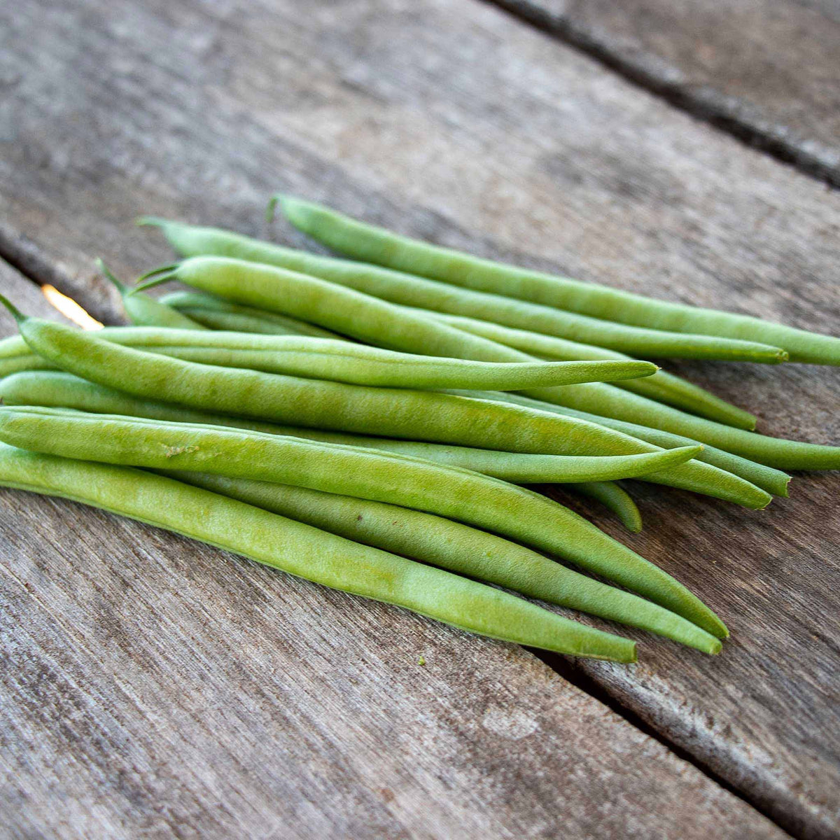 A close-up shot of green Elegance bush bean pods on the vine on a neutral background.