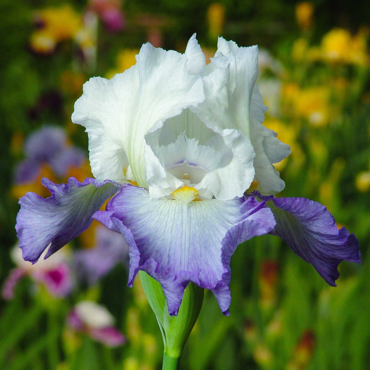 White and purple bearded iris pastel mix with ruffled petals against a blurred background.