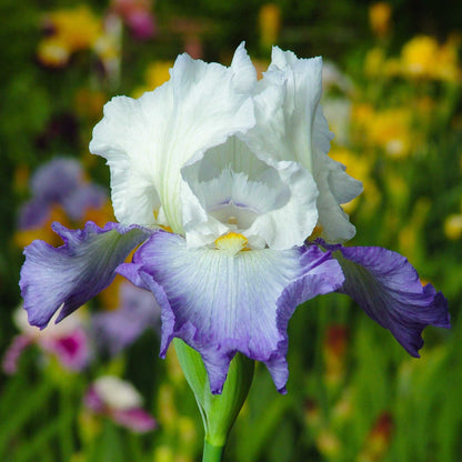 White and purple bearded iris pastel mix with ruffled petals against a blurred background.