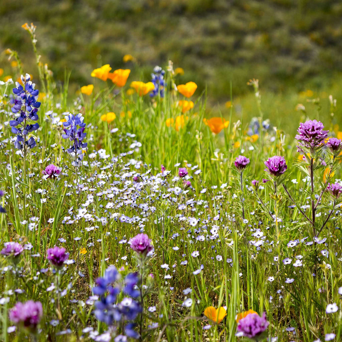 White and purple birds eyes flowers growing in a bright open field setting.