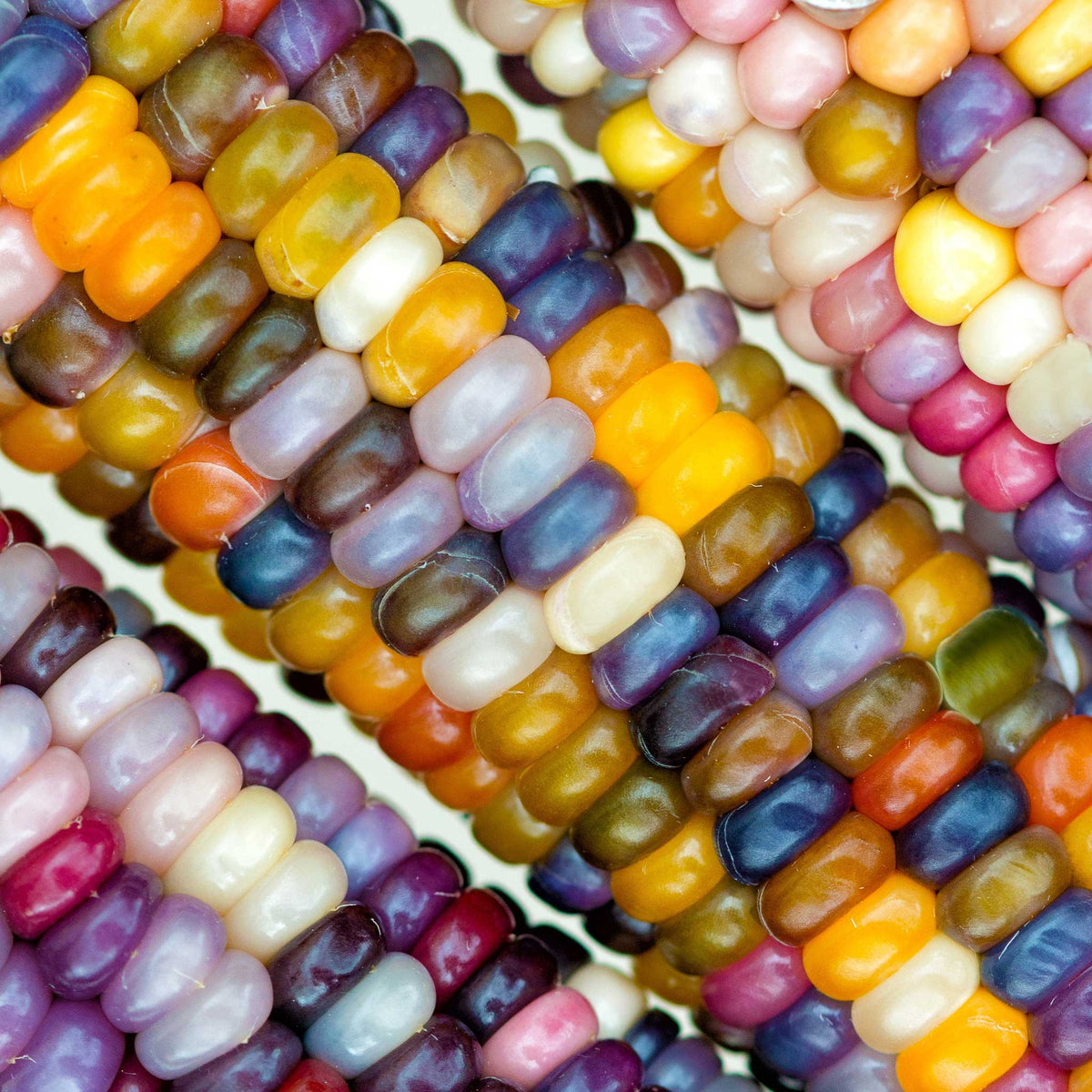 Close-up of multicolored glass gem corn kernels on a cob, showcasing vibrant, translucent hues.