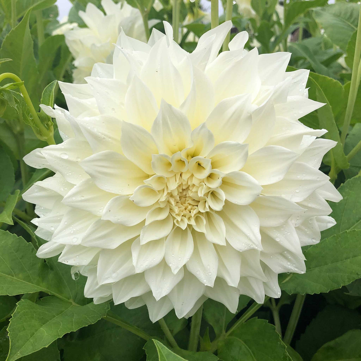 A close-up shot of a single Cafe au Lait Supreme Dahlia flower, showcasing its delicate petals and vibrant colors.