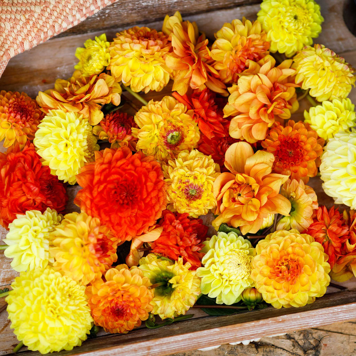 Vibrant red, yellow, and orange Sunny Mix dahlias fully bloomed.