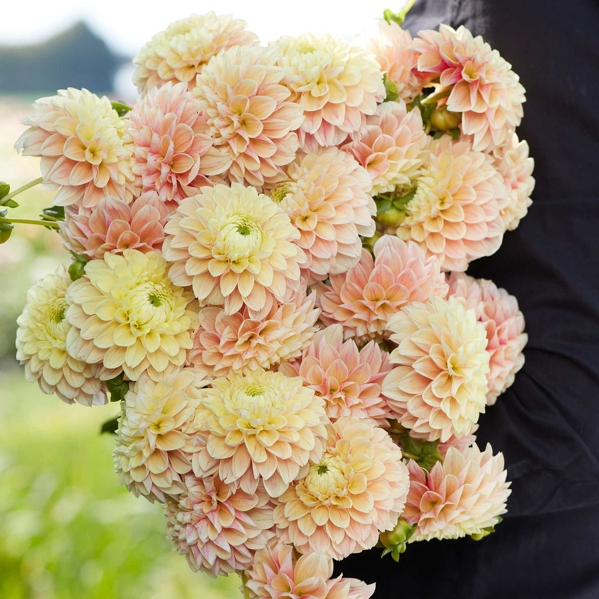 A person holding a bouquet of Sweet Suzanne dahlia flowers in a garden setting.
