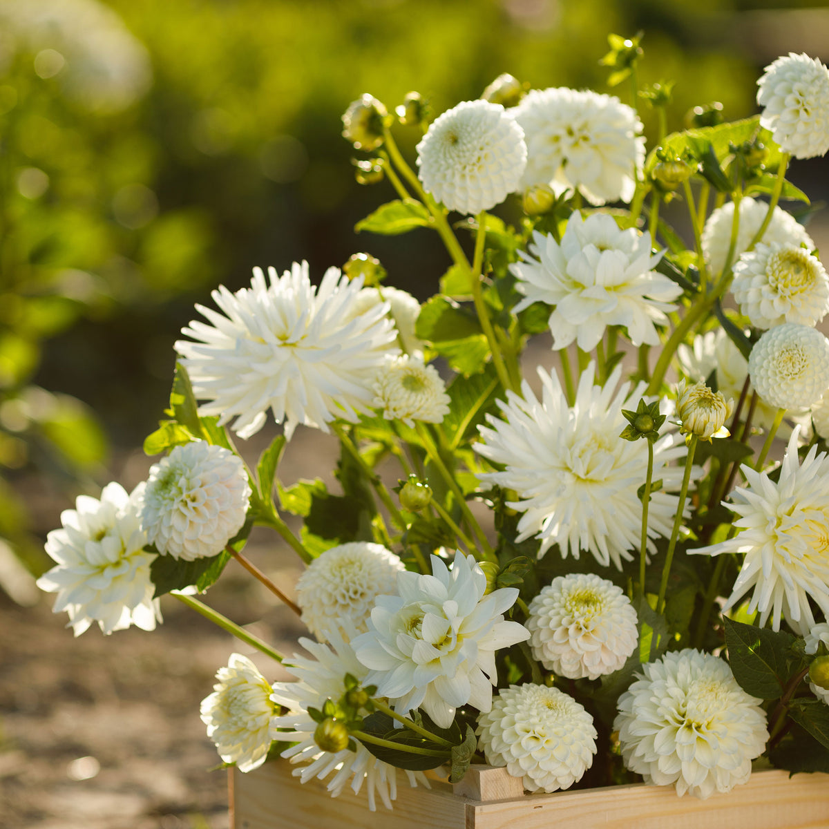 White Mix dahlia bouquet showing the vibrant white and green colors.