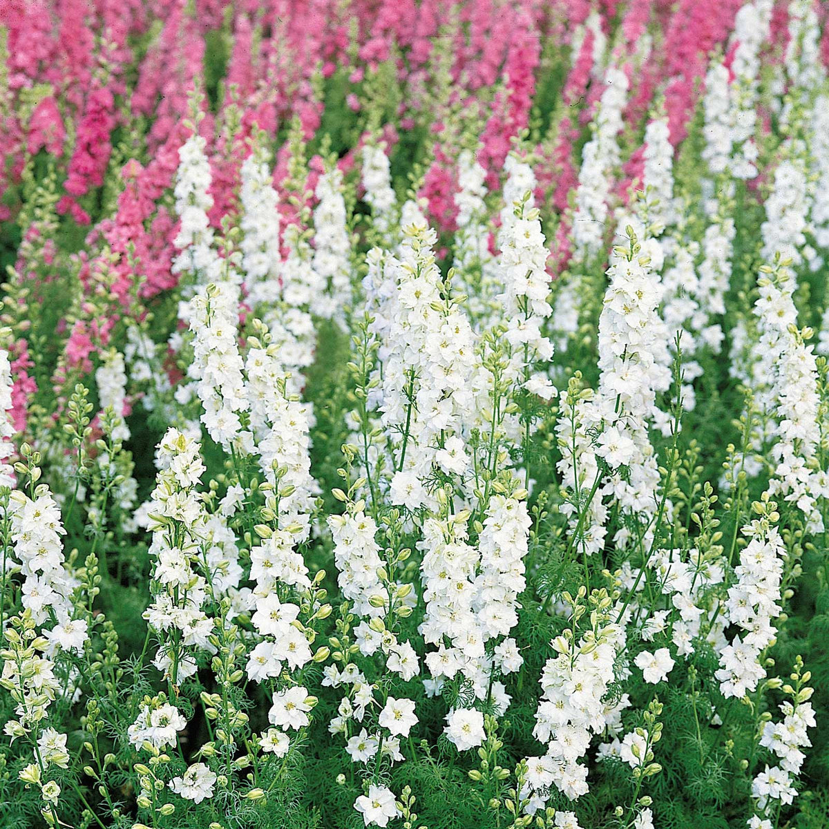 White king delphinium flowers on tall stems against a blurred green background.