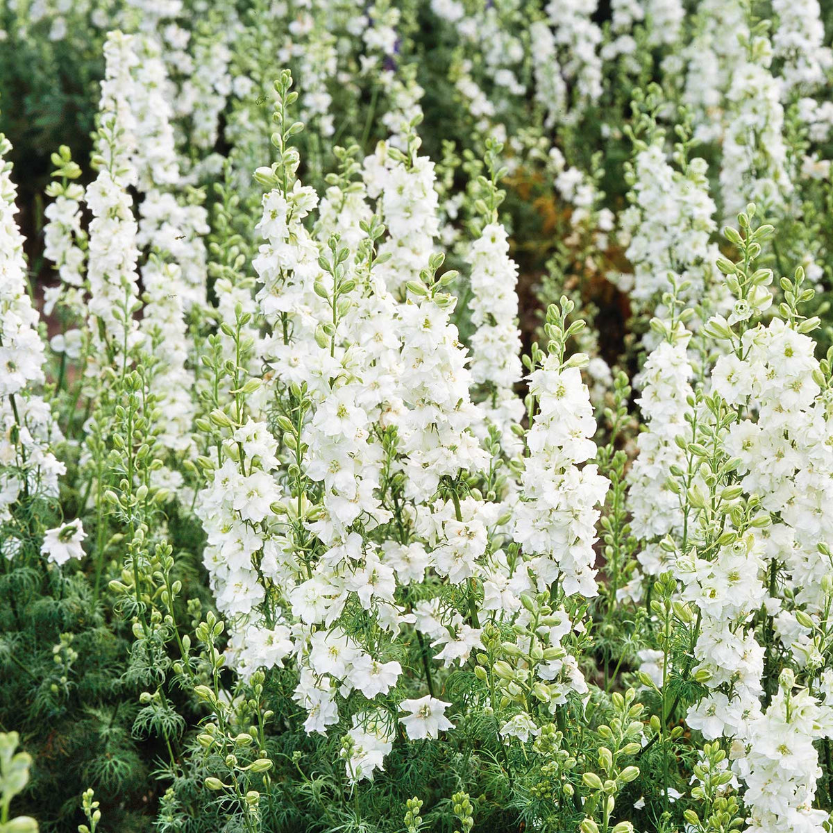 White king delphinium flowers with green leaves against a blurred green background.