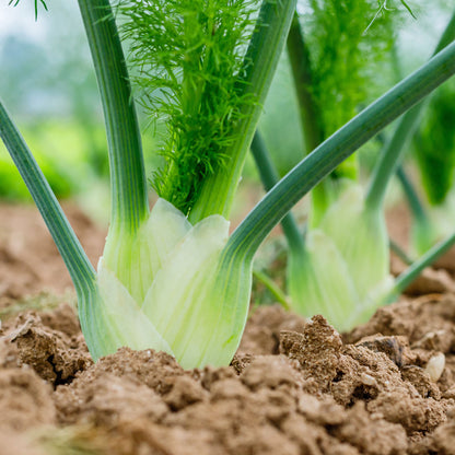 This image shows a close up shot of organic Florence fennel bulbs emerging from the soil.