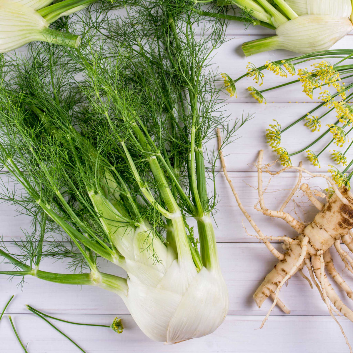 An organic Florence fennel bulb and leaves freshly cleaned and on the table. 