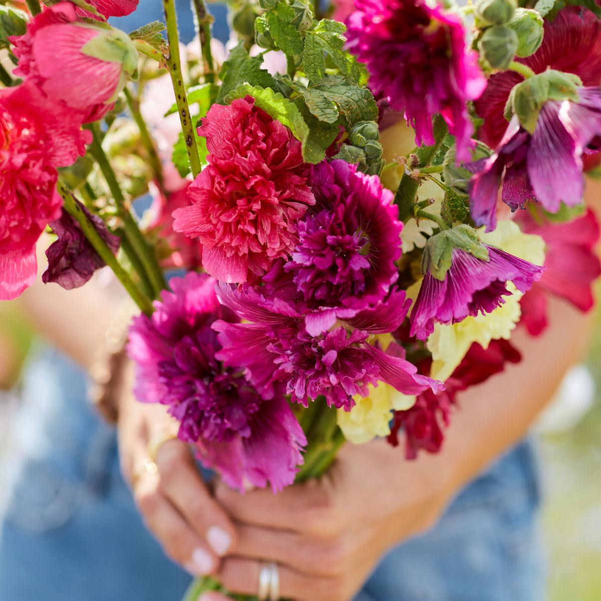Queeny mix hollyhock pink, fuchsia and purple blooms on a soft blurred background.