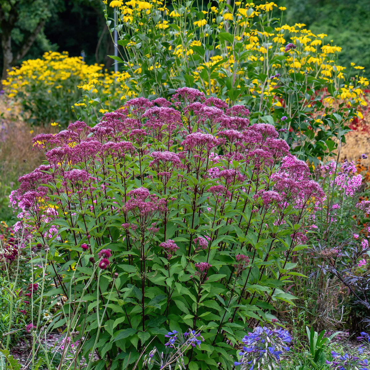 Fuzzy, purplish-pink joe pye weed flower clusters on tall stems with whorled green leaves.