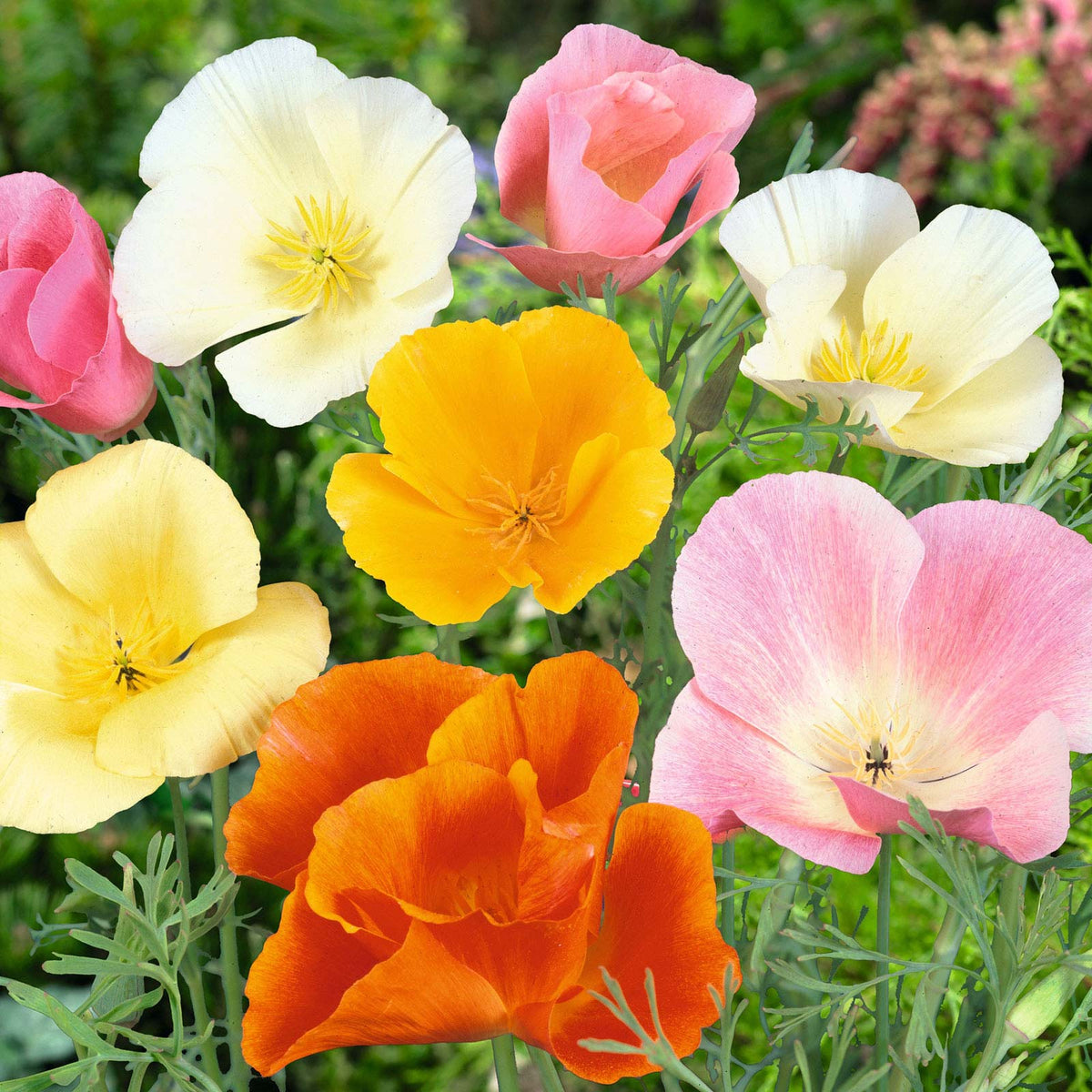 Close-up of a blooming california poppy with orange and yellow petals, surrounded by green foliage.