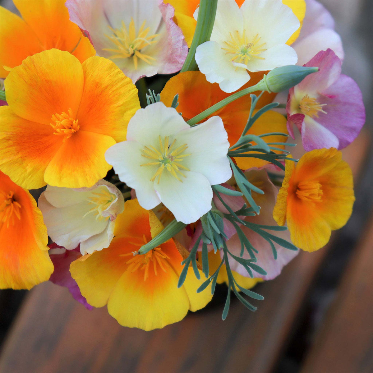 Close-up of Vibrant orange california poppy mix with green leaves in a close-up.