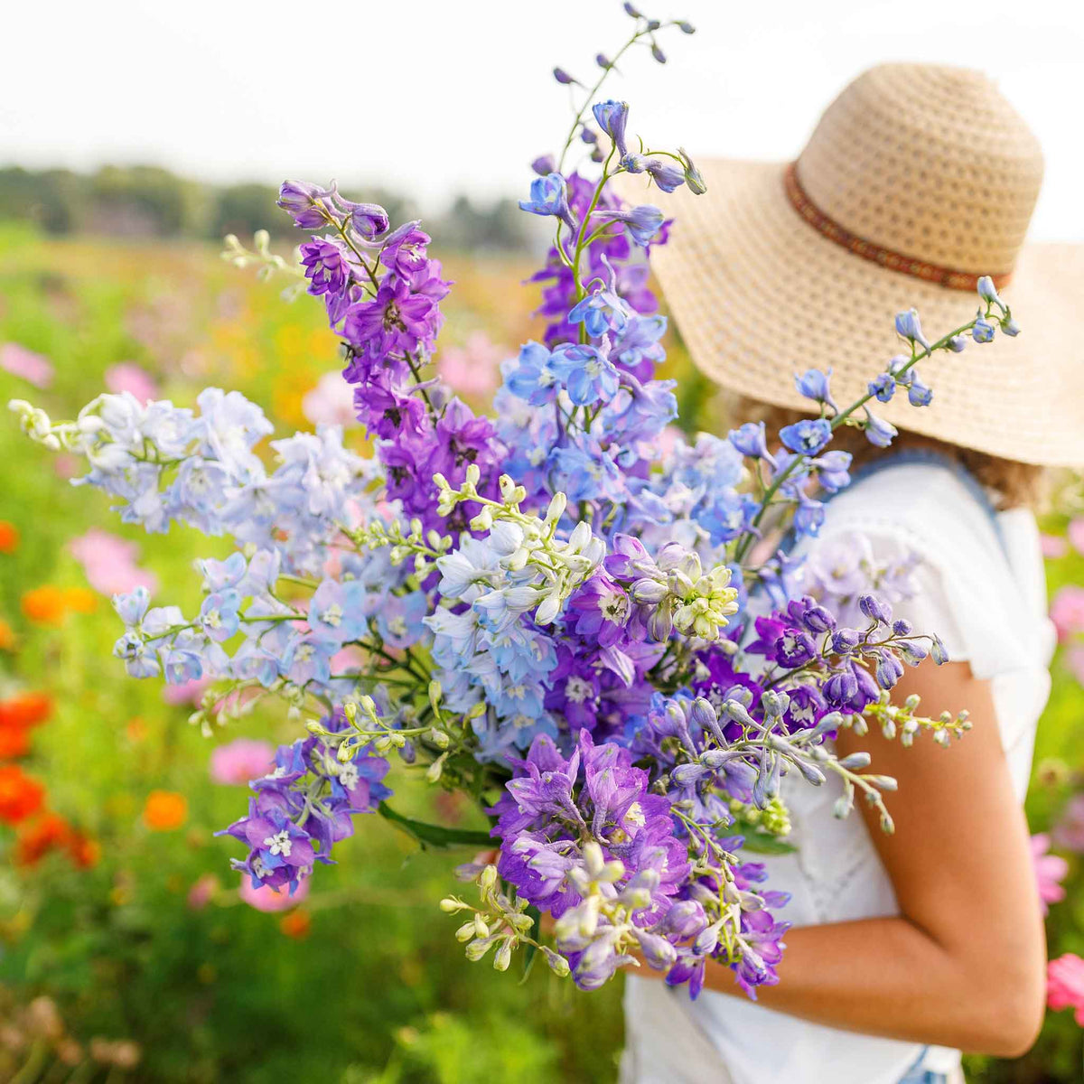 Purple rocket larkspur tall mix flowers held against a bright open field background.