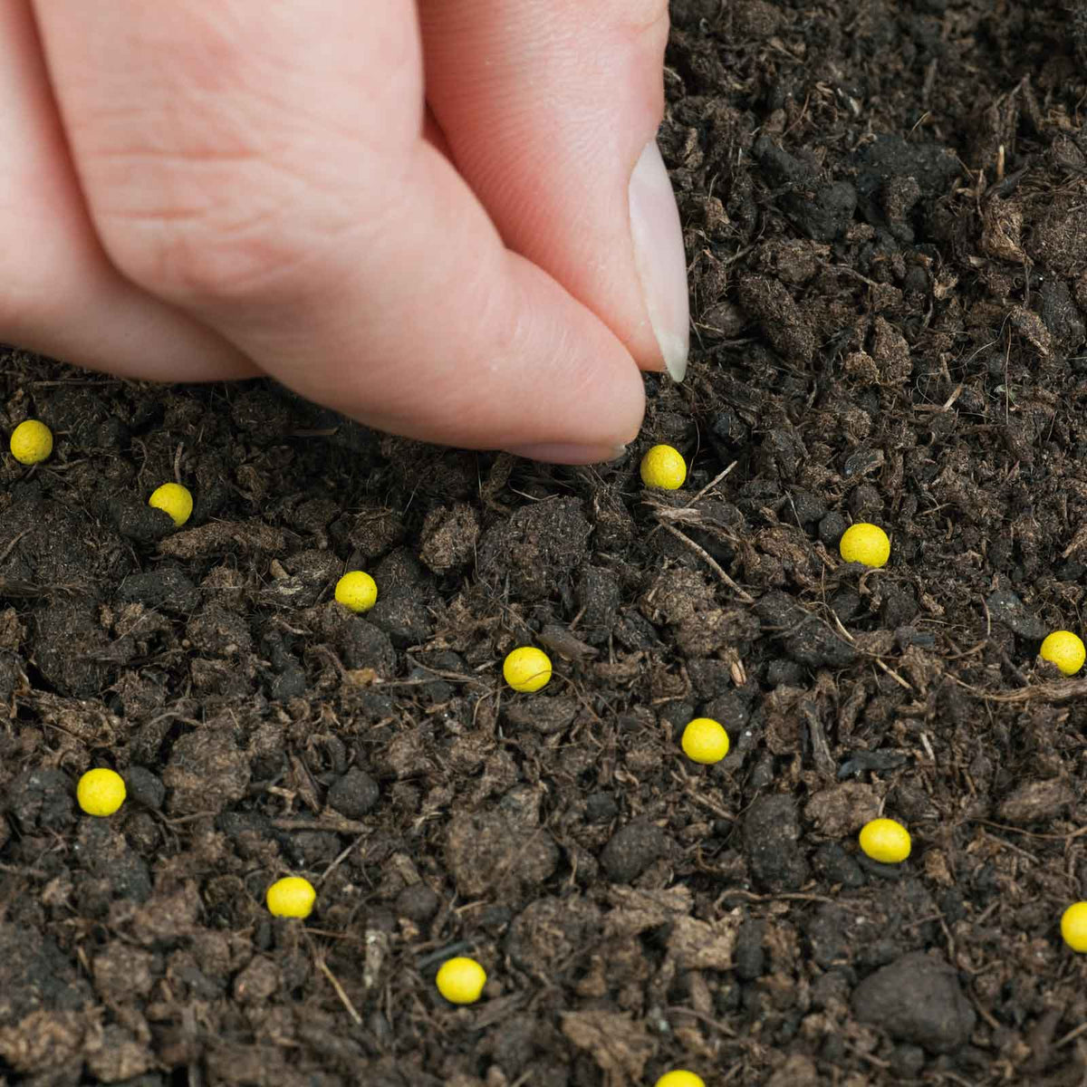 Pelletted seed small round yellow seeds being placed into dark soil by hand.