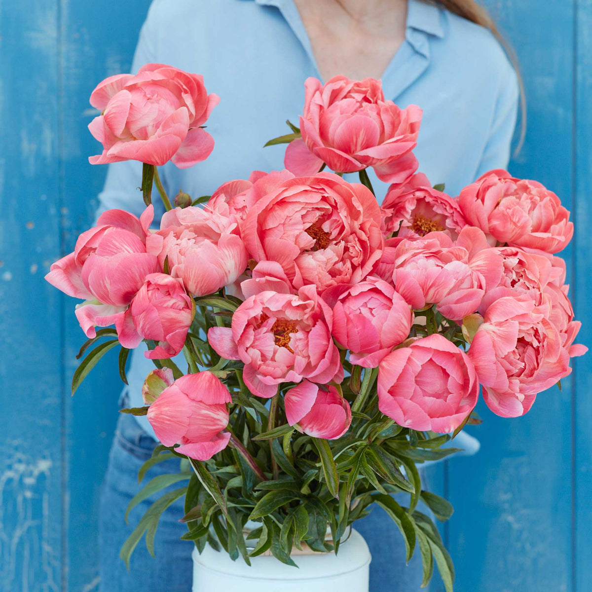 A person holding a bouquet of coral charm peony flowers with a blue background.