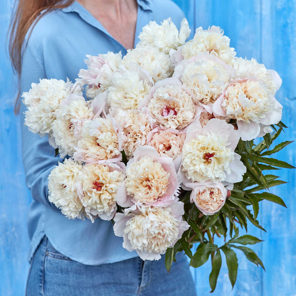 A person holding a bouquet of jumbo shirley temple peony flowers with a blue background.