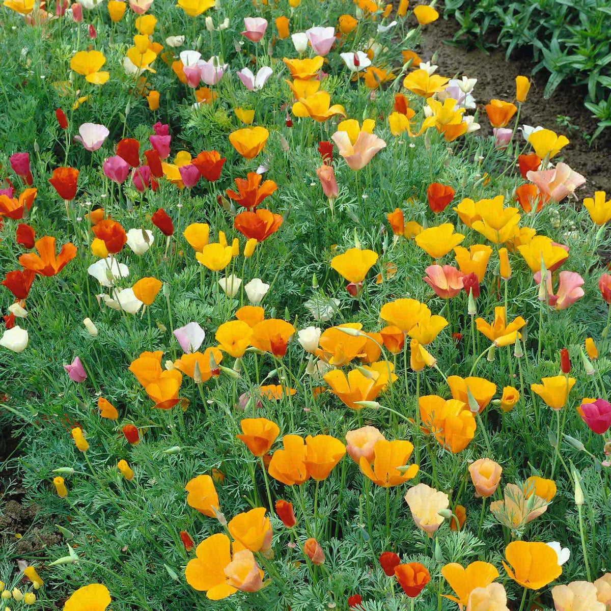 Mixed Colors California Poppy blooms in various shades in a garden.