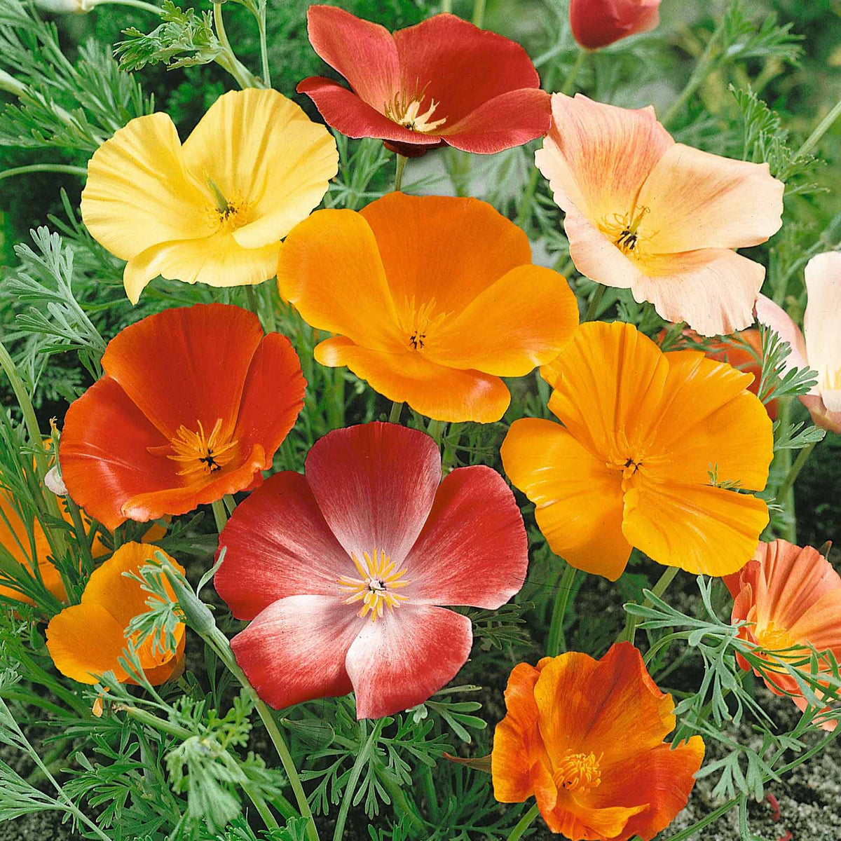 Mixed Colors California Poppy flowers in various shades blooming in a vibrant garden.