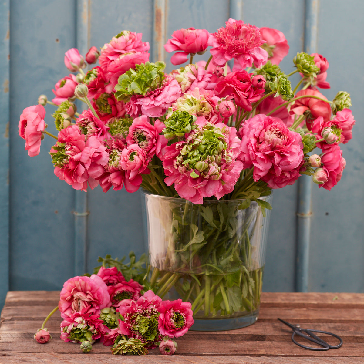 Pink ranunculus super green rose bouquet in a glass vase on a teal wall backdrop