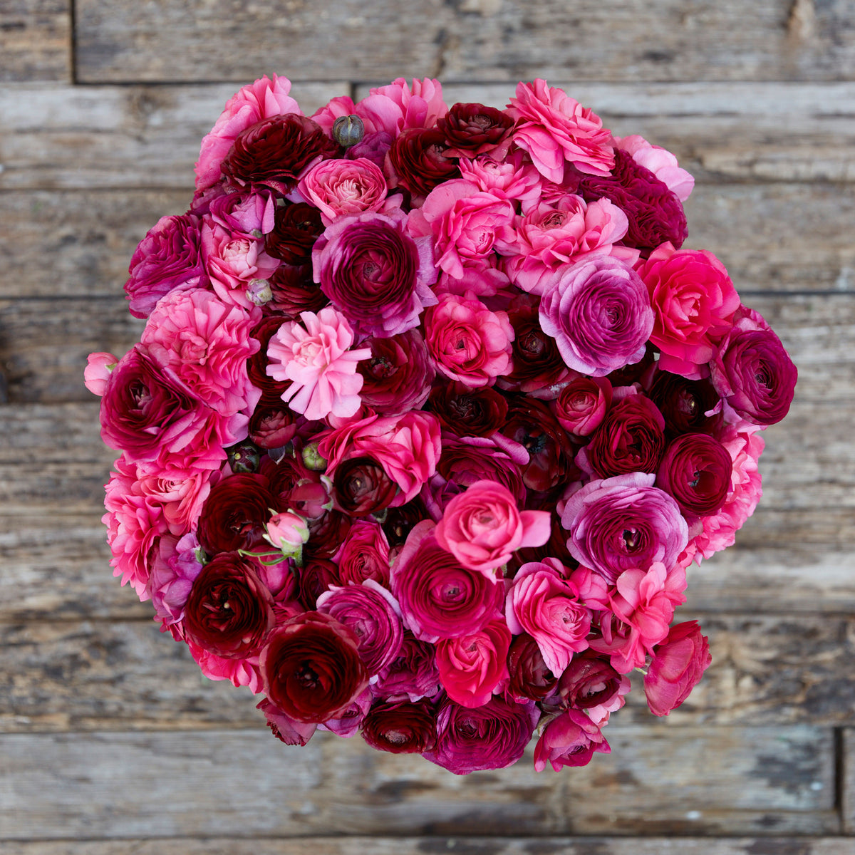 Deep pink ranunculus vineyard mix bouquet held by a person in a soft outdoor setting