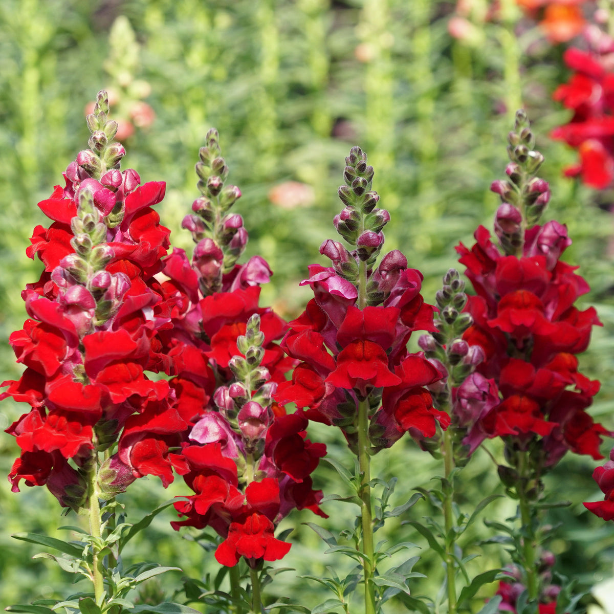 Defiance snapdragon red flowers in full bloom with a green leafy background