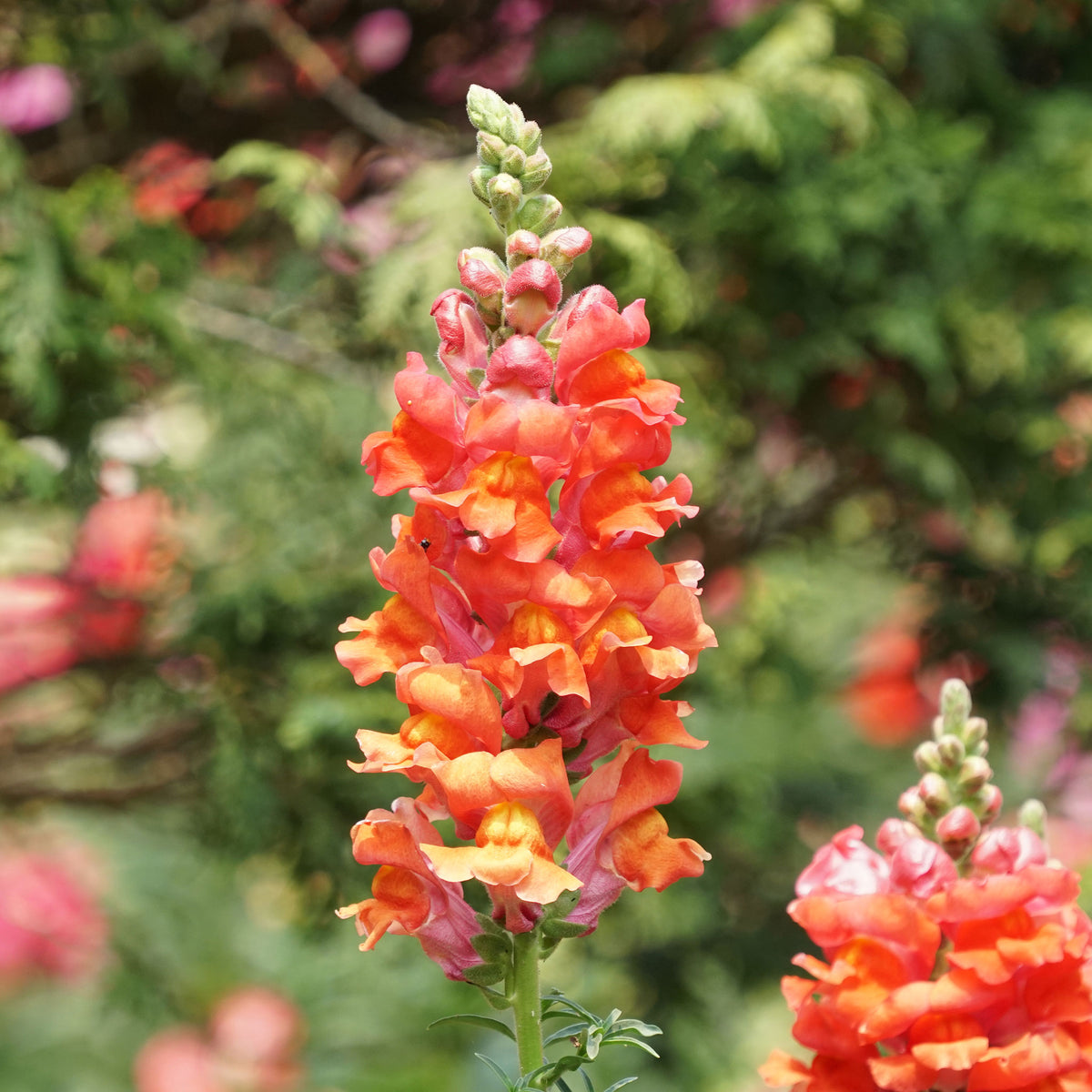 Orange wonder snapdragon bright orange flowers against a soft green background