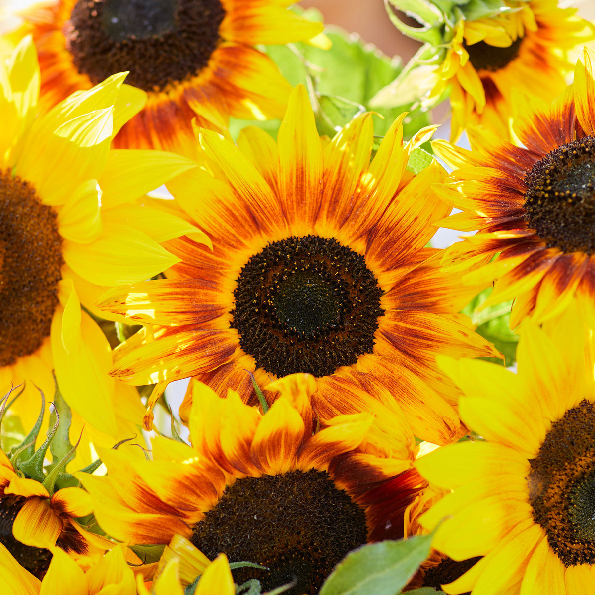 Ring of fire sunflower with fiery red and orange petals and dark center outdoors