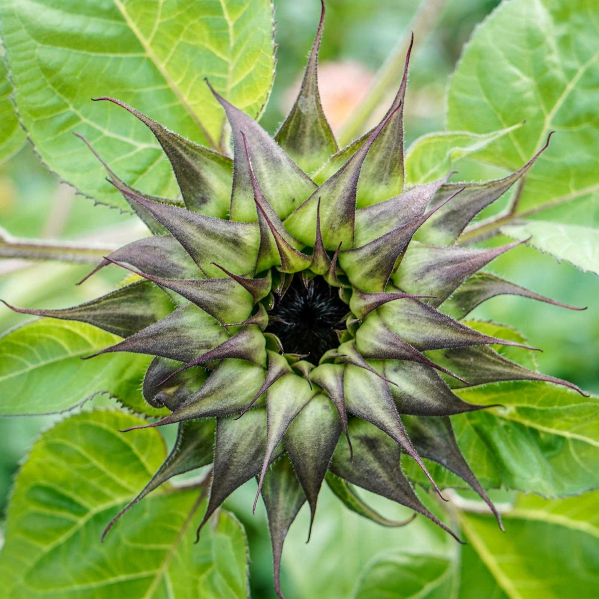 Sunfill purple sunflower with dark center and rich purple petals on a green backdrop