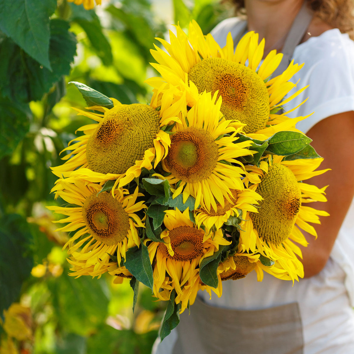 Yellow pygmy sunflower with green leaves shown in close-up on a natural garden backdrop