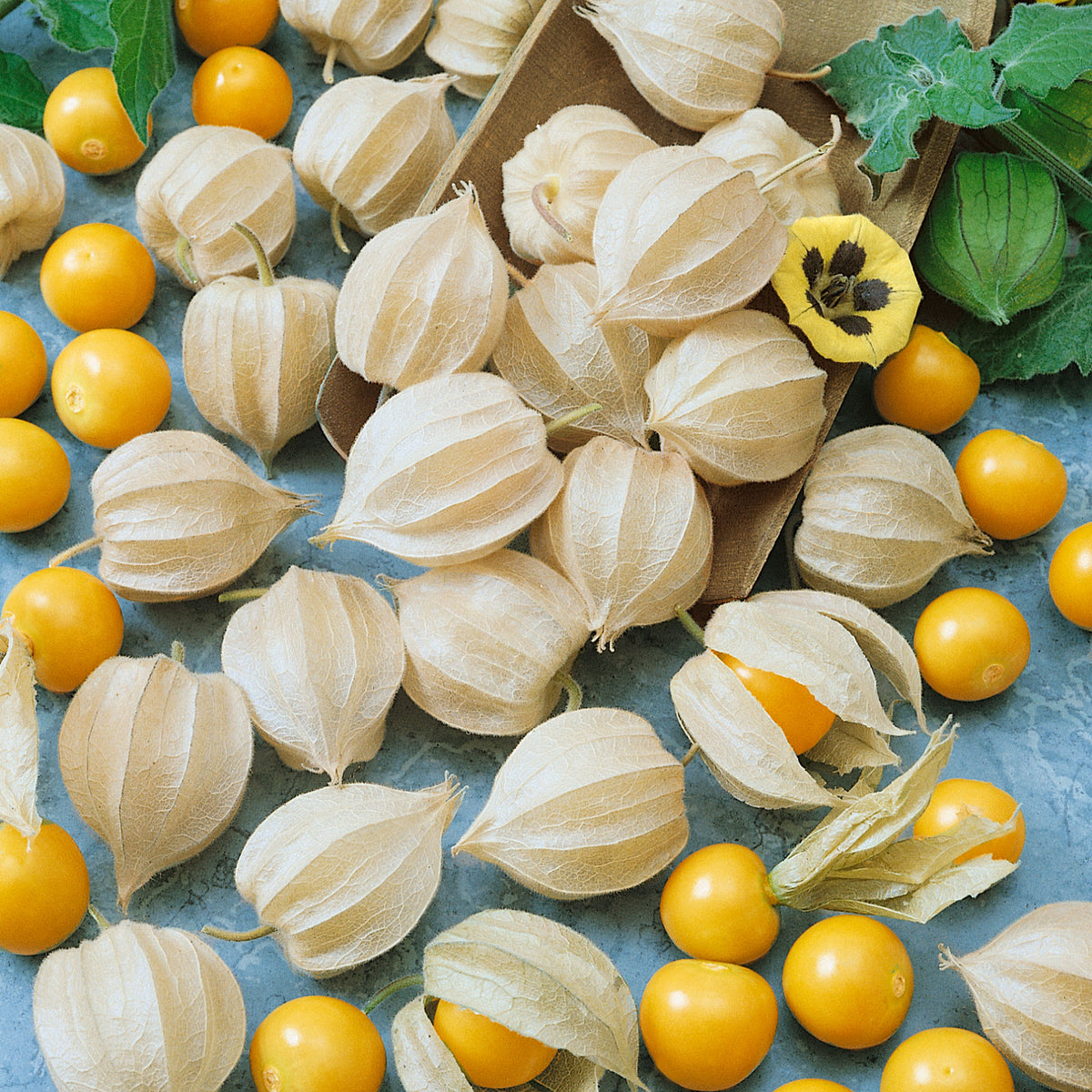 A close-up shot of several ground cherry tomatillos, some still encased in their papery husks.