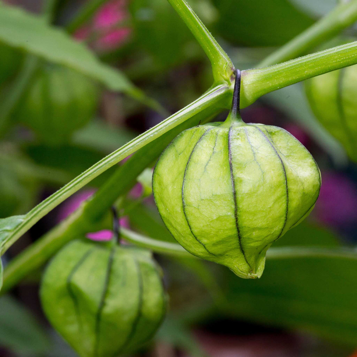 A close-up of a green tomatillo with its papery husk hanging on a vine.
