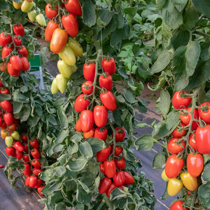 A red, Trutti-Fruitti Paprika F1 tomato with a green stem and leaves.