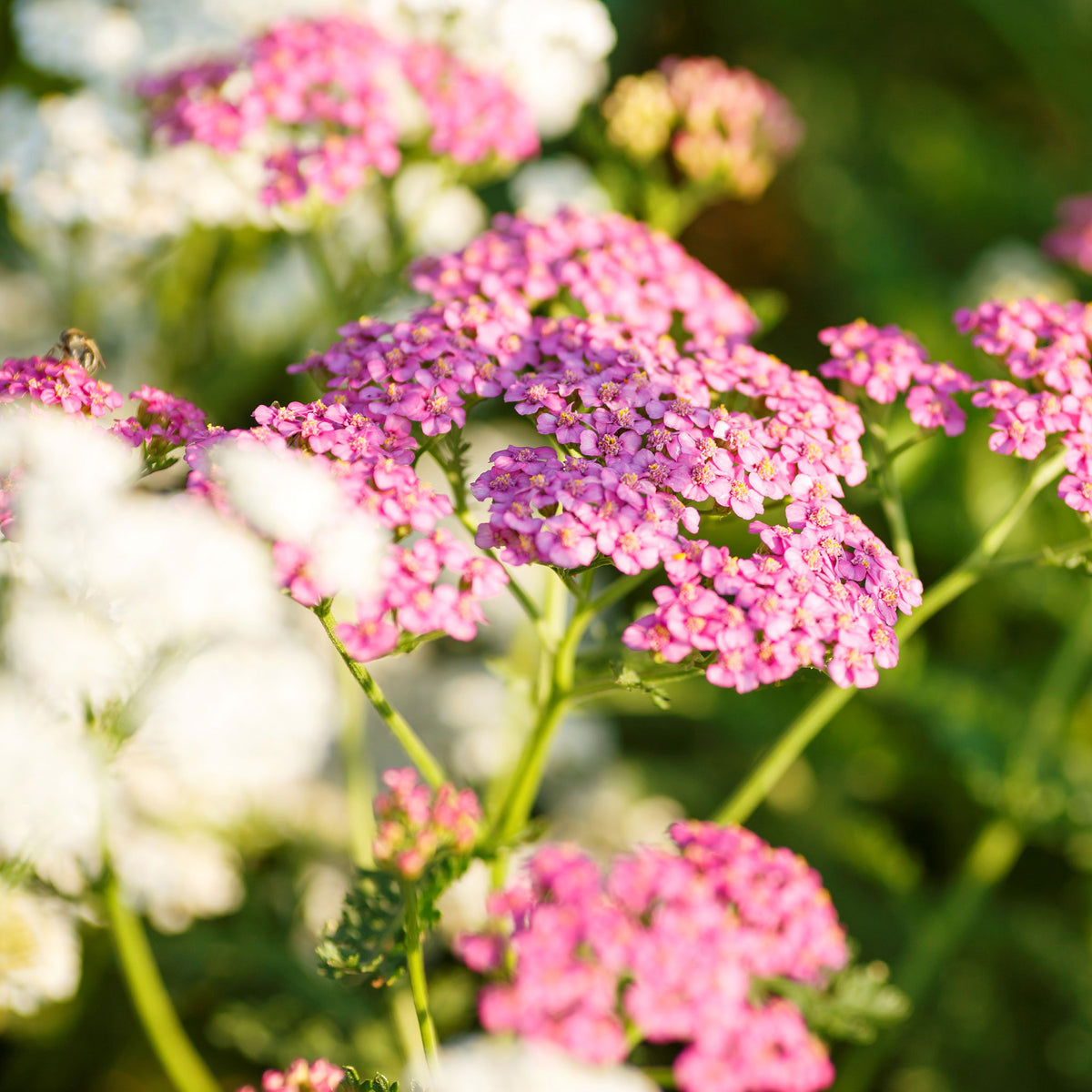 Cerise queen yarrow with pink and white blooms and detailed green foliage.