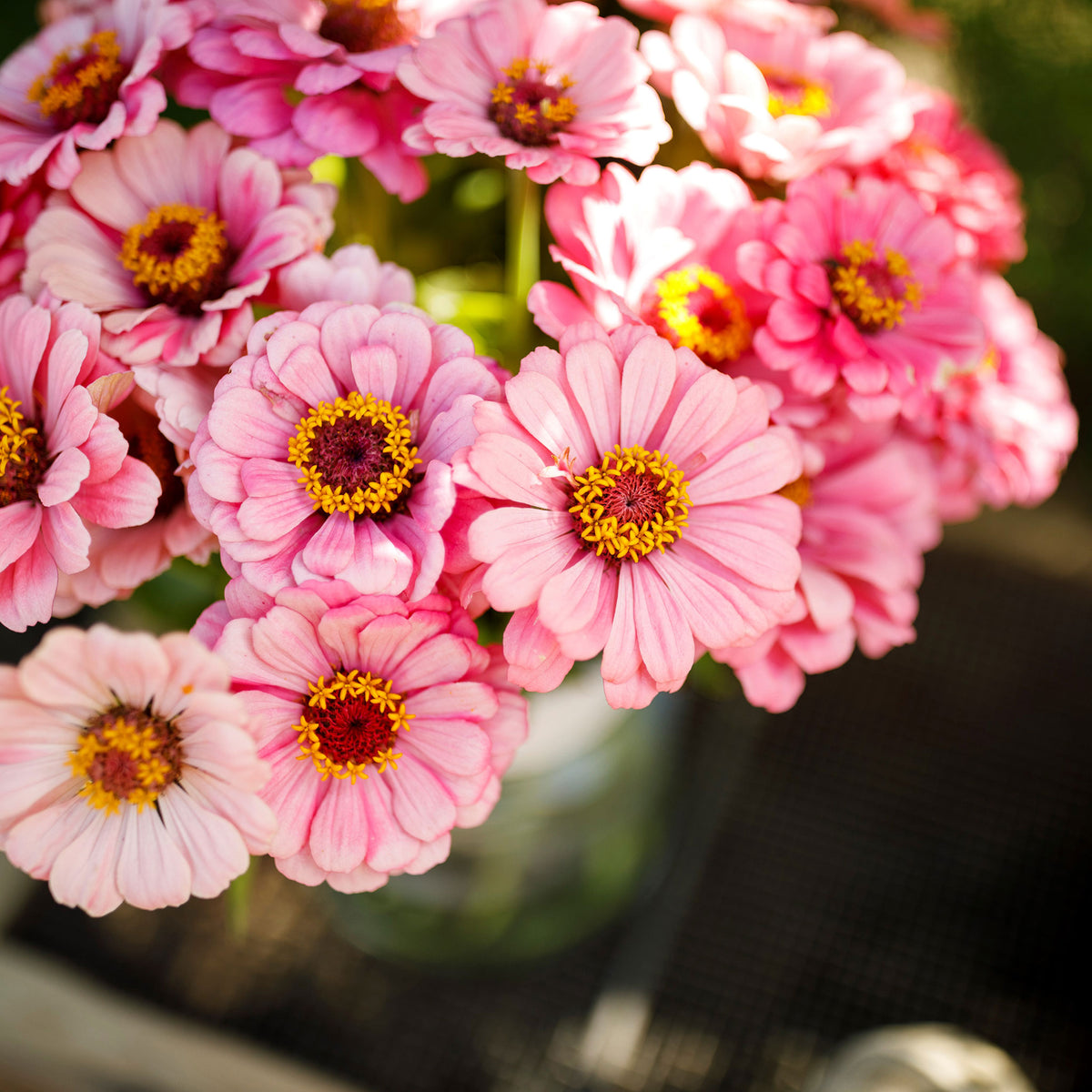 Cluster of deep pink zinnia exquisite flowers in full bloom on a garden background