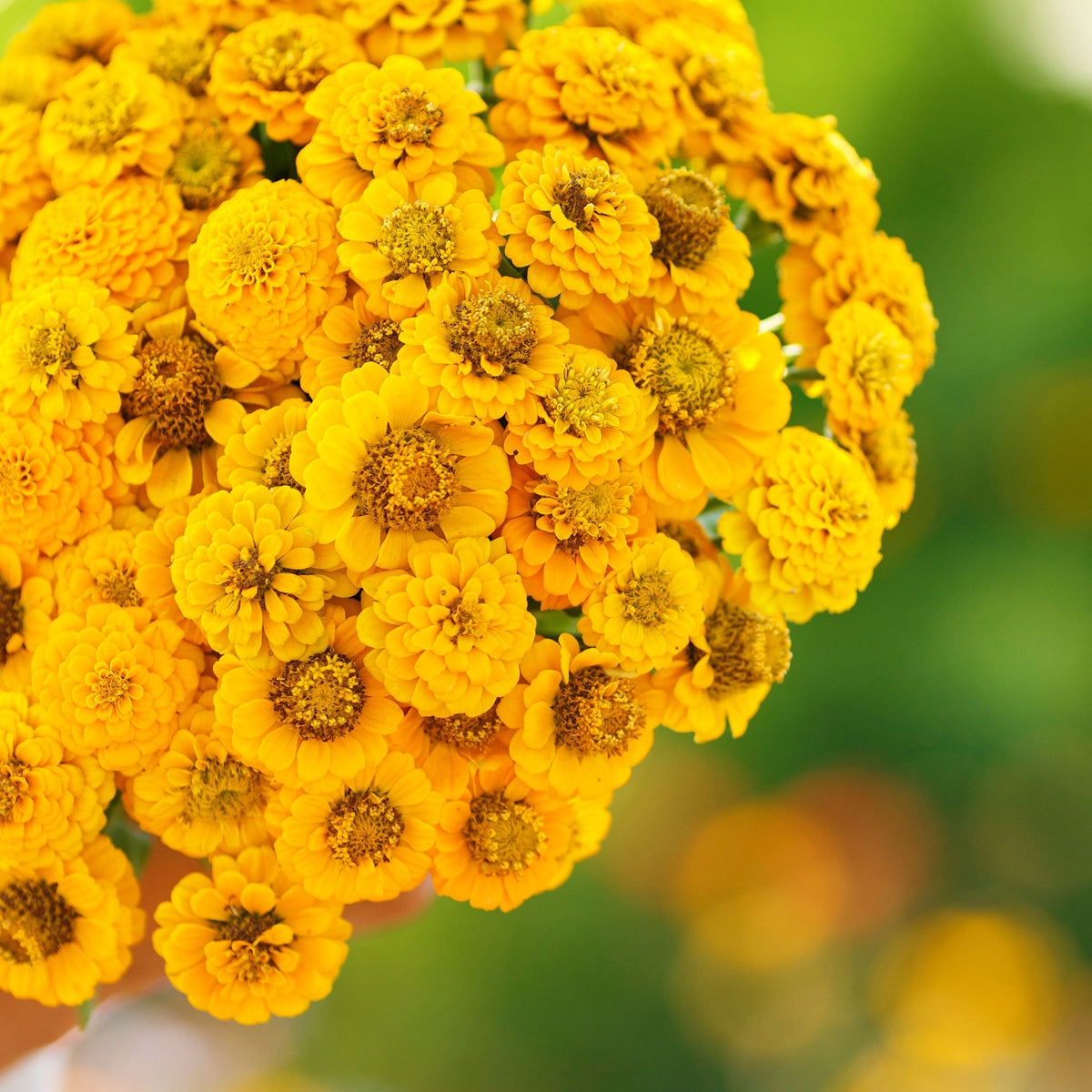 Close up of a bouquet of lilliput yellow zinnia flowers  showing their golden center