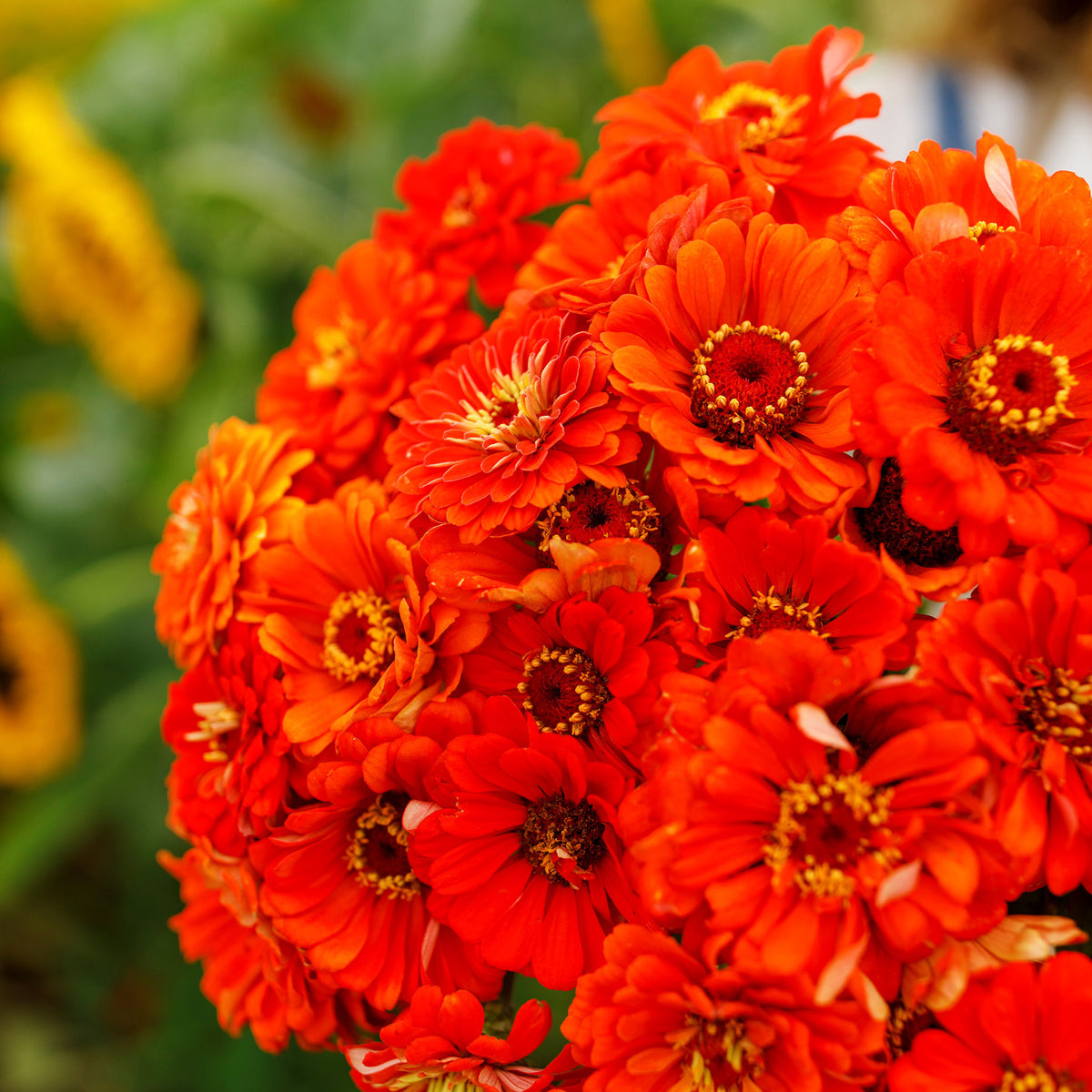 Close-up of bright orange zinnia orange king flowers on a soft blurred backdrop
