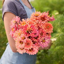 Person holding a bouquet of senorita zinnia flowers in a field