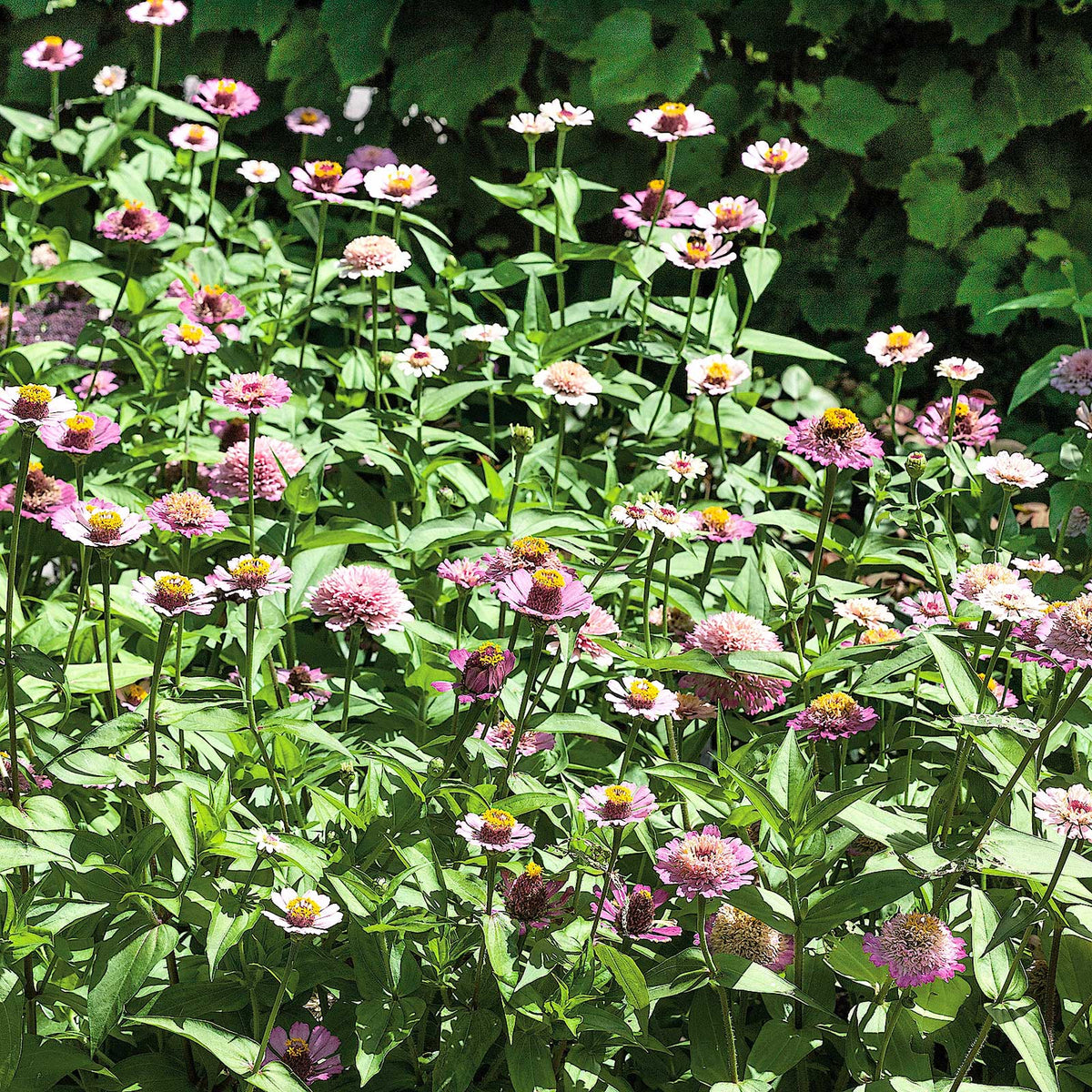 Close-up of zinnia zinderella lilac flowers in soft purple on a green garden backdrop